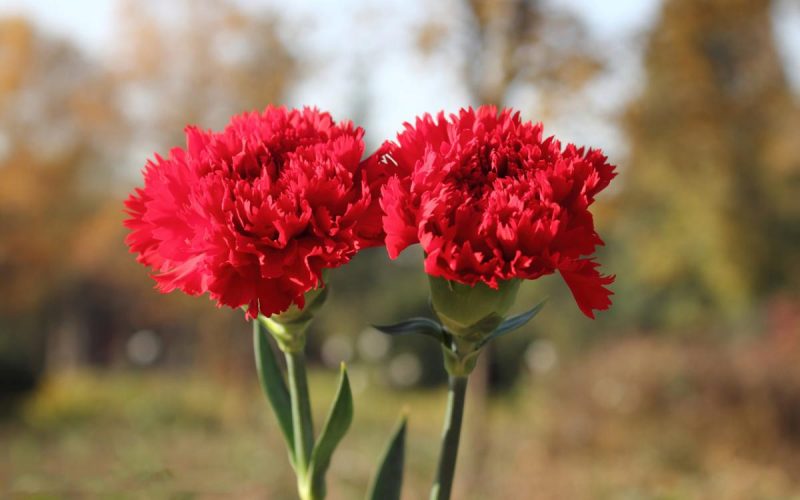 Hoa cẩm chướng đỏ có ý nghĩa thể hiện sự tôn kính