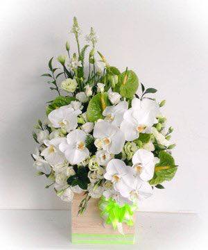 Hoa lan trắng thanh tao nhã nhặn