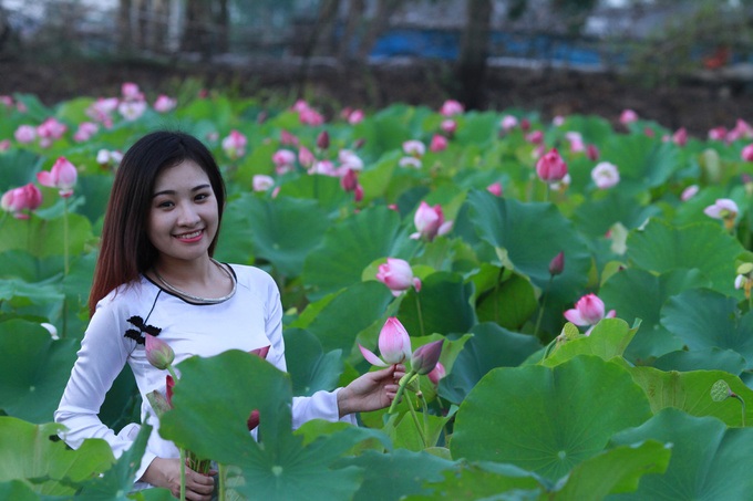 Hoa sen biểu tượng của Việt Nam góp phần quảng bá du lịch