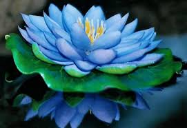 Hoa sen xanh có ý nghĩa sức mạnh và ý chí,nghị lực kiên cường