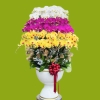 Hoa đại sảnh