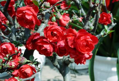 Các loại hoa màu đỏ rực rỡ dành cho ngày Tết