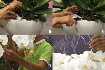 Cách cắm lan hồ điệp 15 cành chắc chắn, không lo bị xê dịch