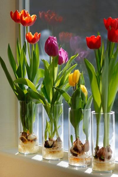 Cách trồng hoa tulip trong nước - giữ hoa tươi lâu hơn