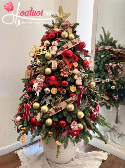 Cây thông Noel kích thước LỚN trang trí Giáng Sinh