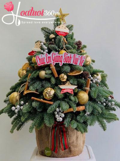 Cây thông Noel - Niềm vui Giáng Sinh