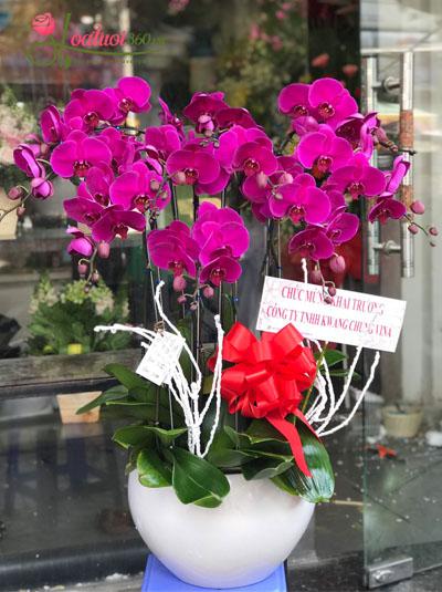 Chậu lan hồ điệp tím 10 cây ở shop giao hoa tươi Tân Phú