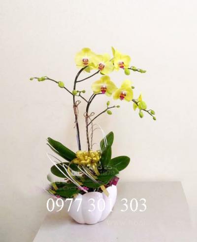 Chậu lan hồ điệp vàng 1 cành thể hiện thành công Chậu lan hồ điệp 2 cành vẻ đẹp tinh tế sang trọng