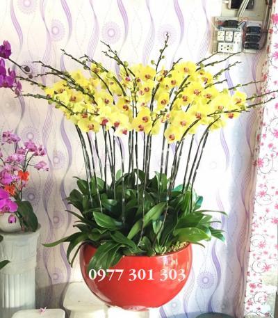 chậu lan hồ điệp 20 cành sang trọng chậu lan hồ điệp 20 cành sang trọng