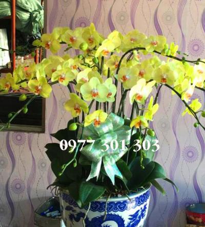 chậu lan hồ điệp rực rỡ chậu lan hồ điệp rực rỡ