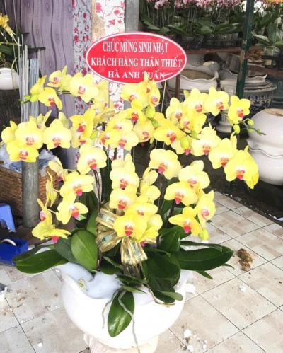 lan hồ điệp vàng với ý nghĩa đặc biệt lan hồ điệp vàng với ý nghĩa đặc biệt