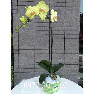 Chậu lan hồ điệp vàng 1 cành màu sắc tươi sáng và rực rỡ Chậu lan hồ điệp vàng 1 cành màu sắc tươi sáng và rực rỡ