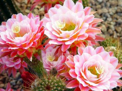 Hoa xương rồng được xem là một trong những loài hoa đẹp nhất trên thế giới, với hương thơm đặc biệt và những màu sắc tươi sáng. Nếu bạn muốn trang trí cho gia đình mình một không gian sống tươi mới, thì chắc chắn không thể bỏ qua loài hoa độc đáo này.