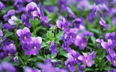 Đi tìm nghĩa của loài hoa violet