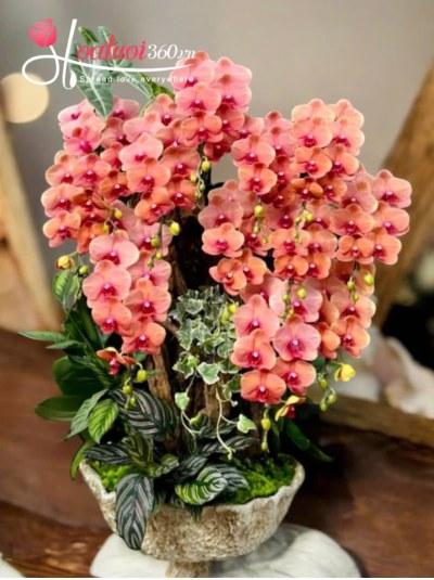 HDV - Góc vườn nhỏ