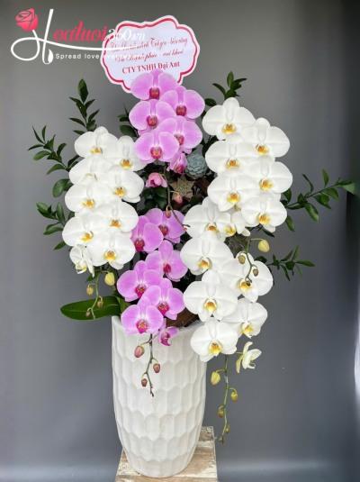 HDV - Nở rộ sắc xuân