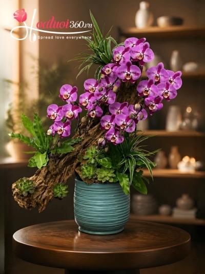 HDV - Tím bảo hoàng kim