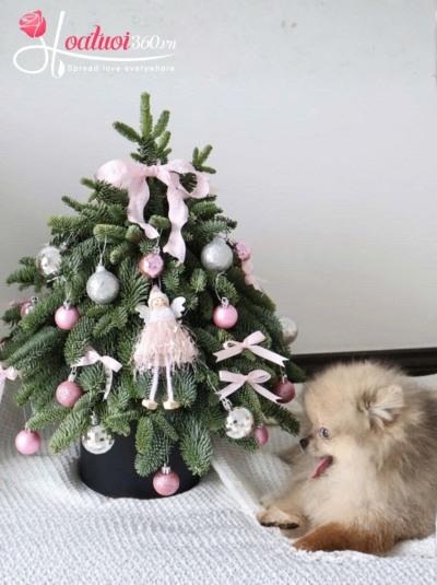 HGS - Kẹo bông gòn