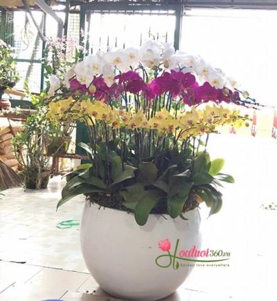 150+ hình ảnh chậu hoa lan đẹp Thỏa sức ngắm nhìn và lựa chọn cho sân vườn của bạn