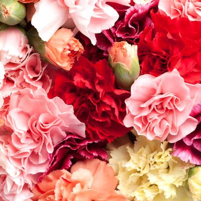 Hoa cẩm chướng - Món quà của Thượng Đế