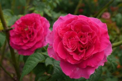 Hoa hồng Kate Rose - Sắc đỏ hồng quyến rũ của rượu vang Merlot