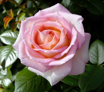 Hoa hồng phấn - Ý nghĩa của hoa hồng phấn bạn nên biết ! | Sachiomega369.com - hoatuoi