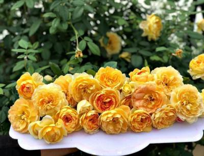 Hoa hồng vàng - Truy tìm giống hoa hồng màu vàng đẹp nhất