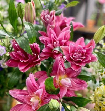 Hoa ly kép - Loài hoa cao quý với hương thơm ngất ngây lòng người