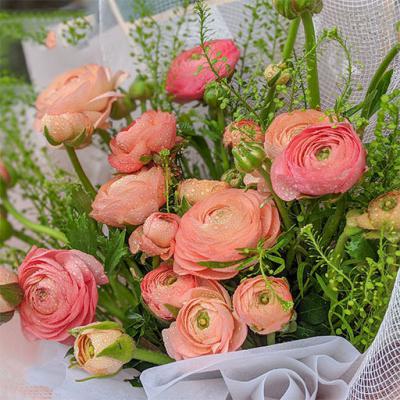 Hoa mao lương - Rạng ngời vẻ đẹp duyên dáng