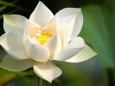 Hoa sen trắng và ý nghĩa của sự thanh cao, thuần khiết: Hoa sen trắng được coi là biểu tượng của sự thanh cao và thuần khiết trong văn hóa Việt Nam. Họ tin rằng hoa sen trắng chỉ mọc trên nước lợ, vậy nên chúng được coi là biểu tượng của sự đoàn kết và chịu khó trong cuộc sống. Hãy xem hình ảnh để tìm hiểu thêm về ý nghĩa của hoa sen trắng.