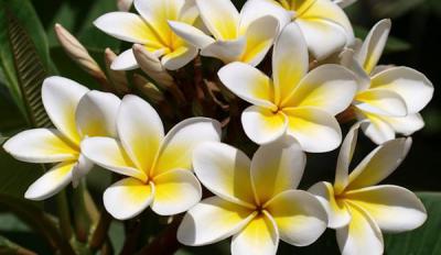 Hoa sứ - Chiêm ngưỡng vẻ đẹp thanh lịch trong từng cánh hoa