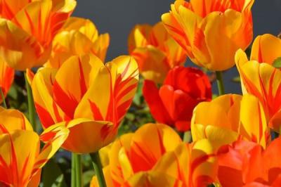 Hoa tulip cam - Biểu tượng của tuổi trẻ và sức sống mãnh liệt