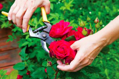 Kỹ thuật trồng và chăm sóc hoa hồng nhung đúng cách
