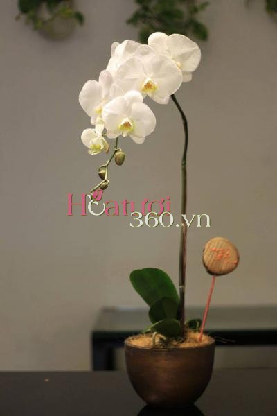 Lan hồ điệp 02_Hoa Tươi 360