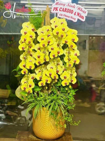 LHDGL - Ánh dưỡng rực rỡ