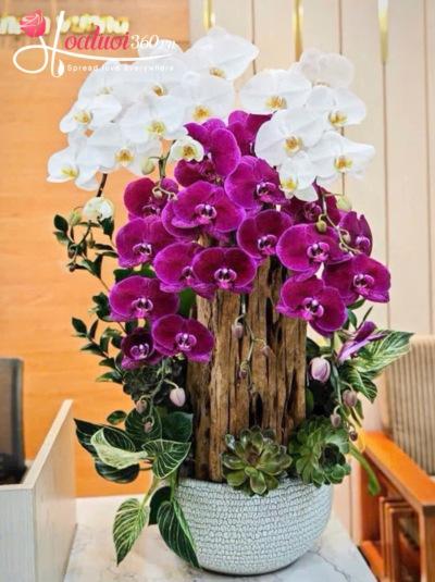 LHDGL - Mộc duyên