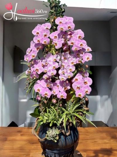 LHDGL - Phúc lộc giao thoa