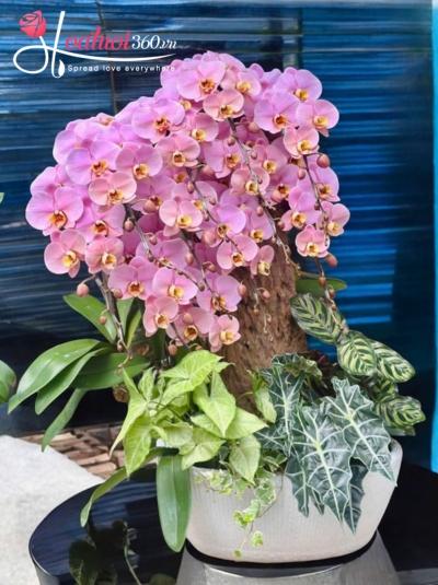 LHDGL - Thập nhất vạn phúc