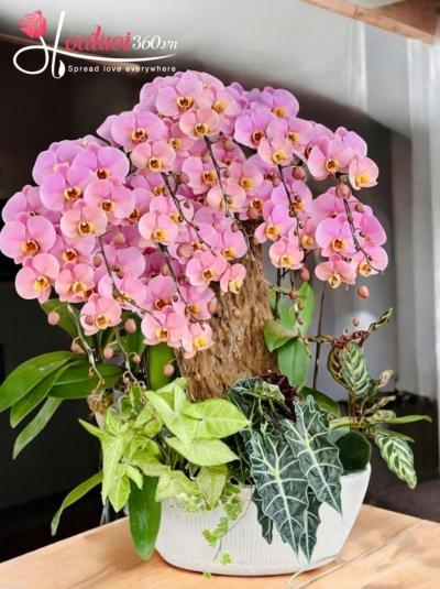 LHDGL - Thập tam khai tài