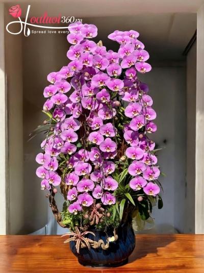 LHDGL - Vạn niên trường xuân