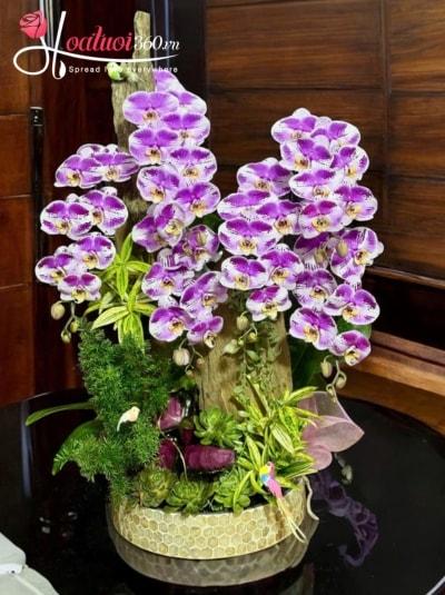 LHDGL - Vũ điệu hồ điệp