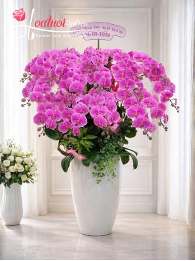 LHDH - Bướm hồng khoe sắc