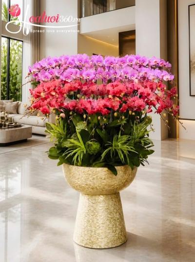 LHDKH - Cẩm điệp sắc màu