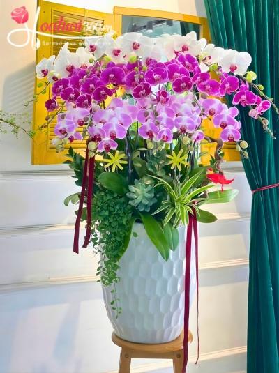 LHDKH - Ngàn hoa thắm tươi