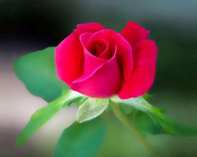 Mách  bạn cách bó hoa hồng 1 bông đơn giản