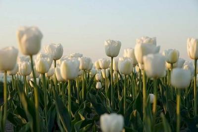 Nét đẹp trong trẻo của hoa tulip trắng 