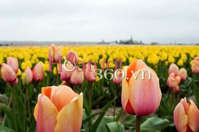 Sự tích hoa tulip - Chuyện chưa kể