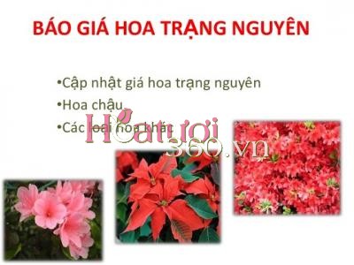 Tặng hoa gì để chúc thi cử được tốt đẹp?