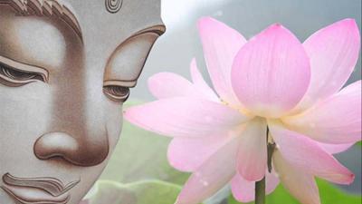 Ý nghĩa của hoa sen trong Phật giáo và văn hóa Việt Nam
