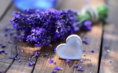 Ý nghĩa đặc biệt của hoa oải hương tím trong tình yêu, bạn đã biết chưa ?